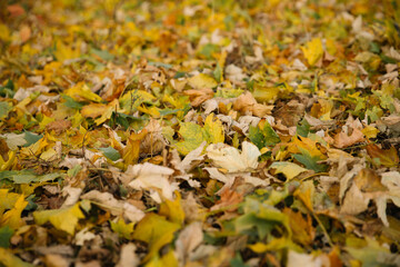 Maple autumn leaves side view in defocus