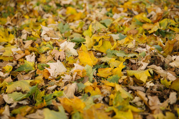 Maple autumn leaves side view in defocus