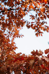 Red oak leaves with copy space in autumn