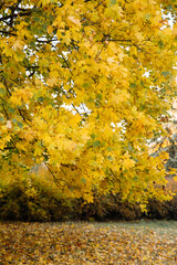 Autumn park landscape, yellow and orange leaves on branches