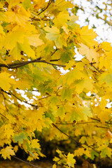 Autumn park landscape at sunset, yellow and orange leaves on branches