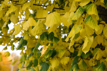 Branches of autumn yellow leaves in the park
