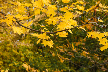 Branches of autumn yellow leaves in the park
