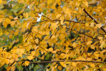 Branches of autumn yellow leaves in the park