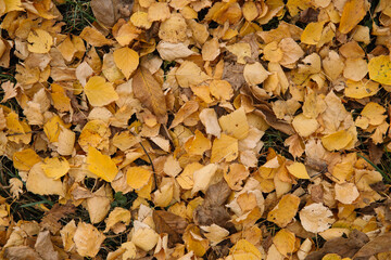 Autumn orange and yellow dry leaves top view