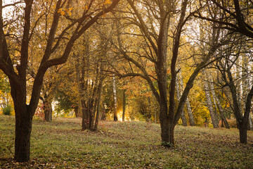 Autumn park landscape at sunset, yellow and orange leaves on branches