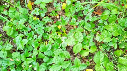 wild strawberry fruits grow in forest. Picking strawberries in wood