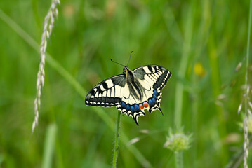 Old World Swallowtail or common yellow swallowtail (Papilio machaon) sitting on violet flower in Zurich, Switzerland
