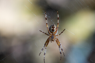 The spider climbs up the web. Close-up.