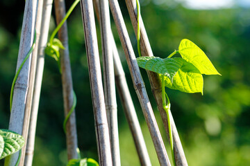 pole bean plant before flowering in growth 
