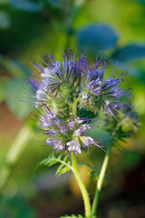 Phacelia tanacetifolia