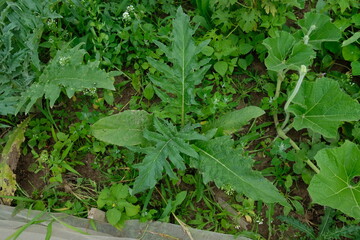 FU 2021-07-28 FeldLov 50 In der Erde wächst eine Distel