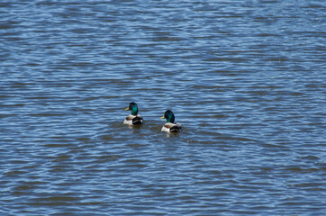 Two Male Mallards in the Water
