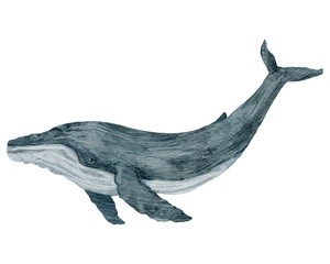 Watercolor illustration of whale isolated on white background