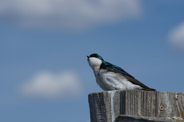 Tree Swallow perched on a Bird House