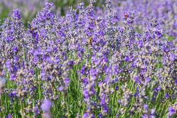 Fototapeta premium Beautiful pink fragrant lavender flower in the field. There are bees on the lavender.