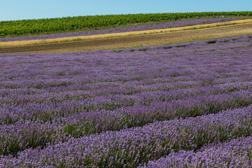 Fototapeta na wymiar Beautiful pink fragrant lavender flower in the field. There are bees on the lavender.