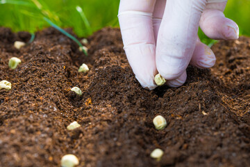 The farmer's hand is planting green pea seeds in the soil. Sowing in the spring. Gardening concept.