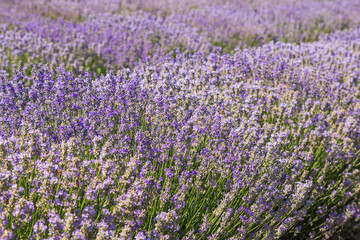 Obraz premium Beautiful pink fragrant lavender flower in the field. There are bees on the lavender.