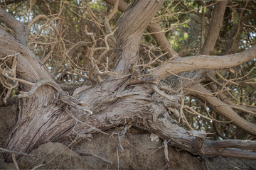 Tree branches on Baratti beach, Italy