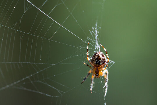 The spider climbs up the web. Close-up.