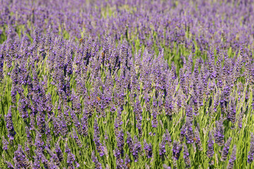 Beautiful pink fragrant lavender flower in the field. There are bees on the lavender.