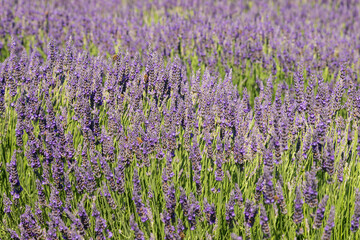 Obraz premium Beautiful pink fragrant lavender flower in the field. There are bees on the lavender.