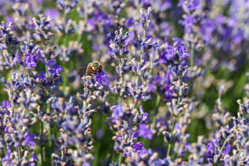 Beautiful pink fragrant lavender flower in the field. There are bees on the lavender.