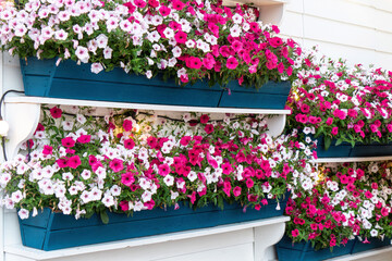 Colourful flower background. Blooming petunia in a flowerpots