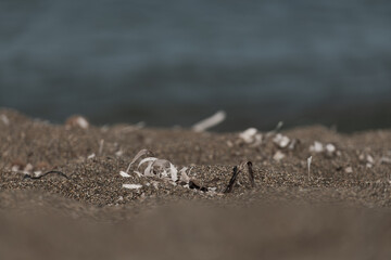 Seascape captured from Baratti beach with sand grains and dried poseidonia