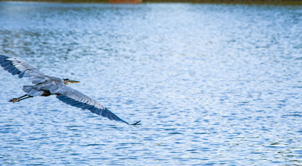 Naklejka premium Heron soaring over the lake