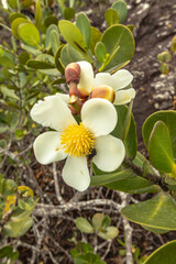natural flower in Cascavel district, city of Ibicoara, State of Bahia, Brazil