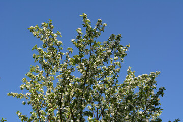 Blooming apple tree in spring garden on the background of clear blue sky.