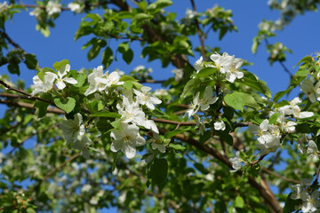 Blooming apple tree in spring sunny day. Beautiful white flowers on branches on the background of clear blue sky.