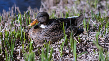 Duck wild, brown sits on the shore of the lake,on the grass.The concept of wild nature, nature conservation, animals, birds. High quality photo