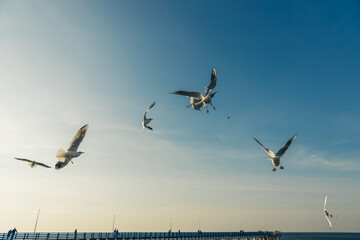 Seagulls flying high in the wind against the blue sky and white clouds, a flock of white birds