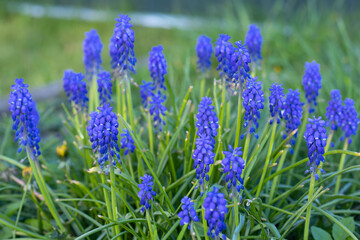 Purple, spring flowers grow in a clearing and green leaves.Spring concept, postcard, wallpaper. High quality photo