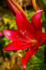 Ilium flowers blossom. Shallow depth of field, selective focus, close up.