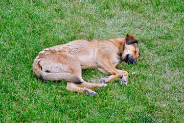 Stray dog are sleeping on green grass lawn at warm and sunny summer day. Homeless dog outdoors.