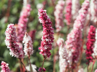 Closeup of a Persicaria bistort flower spike