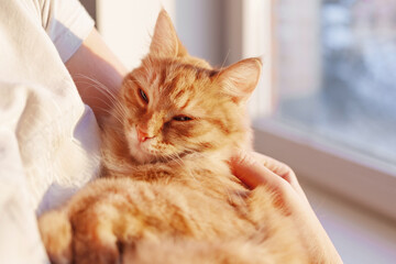 Cute ginger cat is lying on woman's hands and staring at camera. Symbol of fluffy pet adoption.
