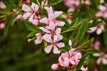 A twig with pink flowers in a bright bush