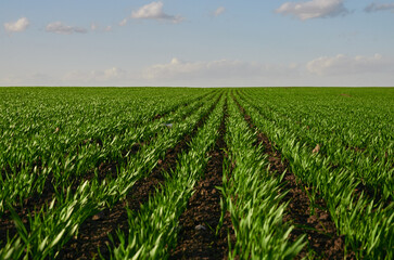 Smooth rows of seeded grass in spring