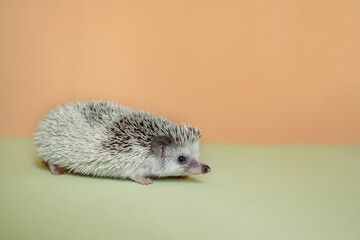 Cute hedgehog. Portrait of pretty curious muzzle of animal. Favorite pets. Atelerix, African hedgehogs. Selective focus. High quality photo