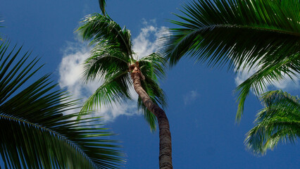 Obraz na płótnie Canvas Palm branches against the blue sky , the nature of a tropical island, the bright sun on the seashore