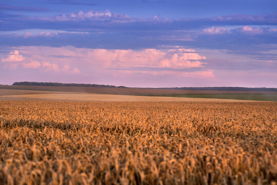 wheat field at evening time, ear of corn in the foreground, evening purple sky