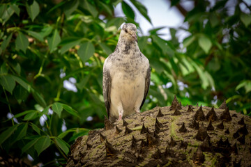 White bird perched on a tree with prickles