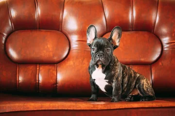 Poster Im Rahmen Junge kleine schwarze französische Bulldogge Hundewelpe sitzt auf dem Sofa. Lustiges Hundebaby mit schöner schwarzer Schnauze mustert Bulldoggen-Hündchen. Entzückender Bulldoggen-lustiger Welpe. © Grigory Bruev