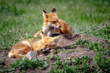 two red fox cub laying in grass