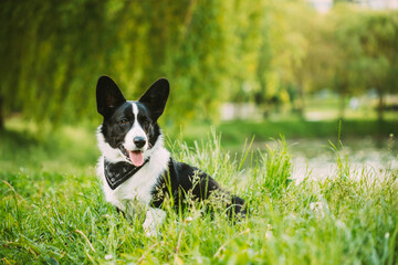 Funny Cardigan Welsh Corgi Dog Sitting In Green Summer Grass Near Lake Under Tree Branches In Park. Welsh Corgi Is A Small Type Of Herding Dog That Originated In Wales. Summertime. Summertime